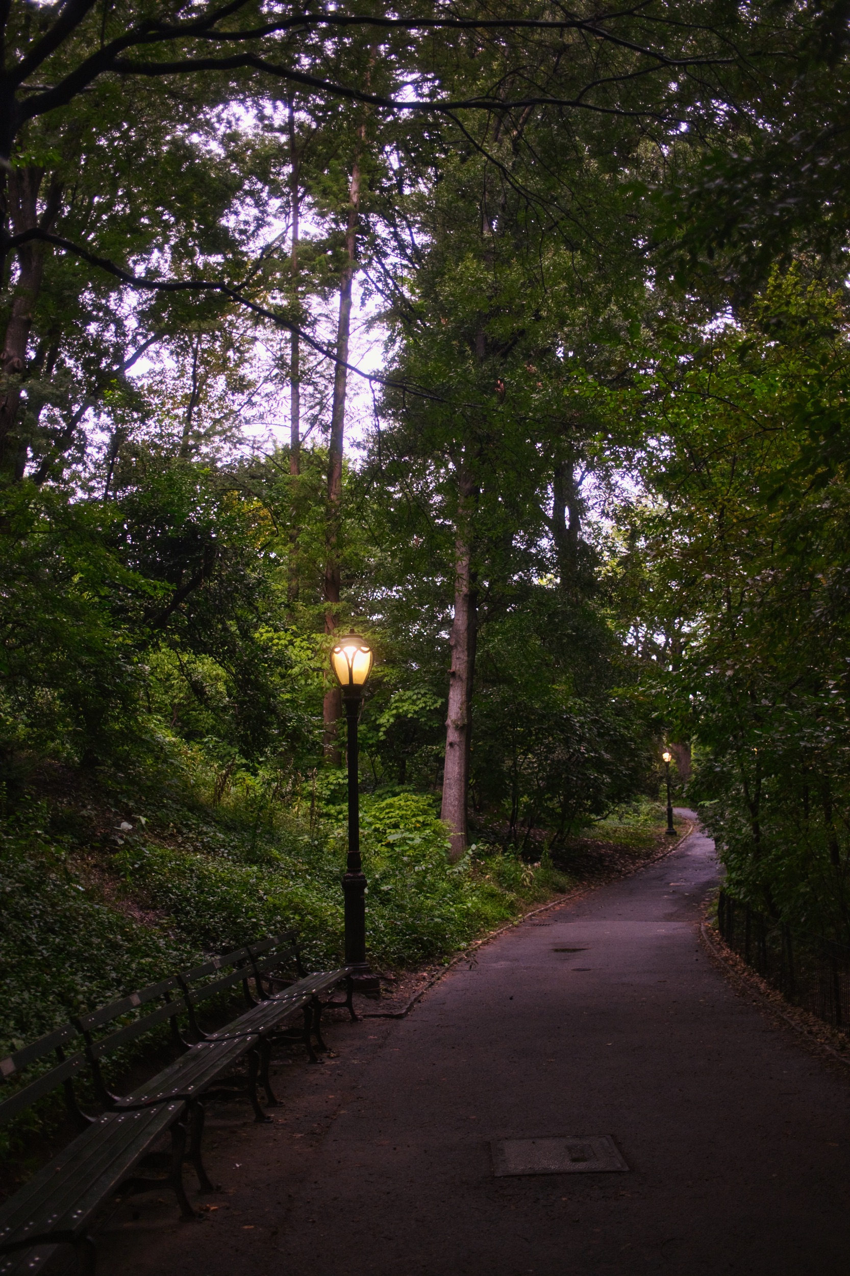 A tree-lined path through Central Park at dusk