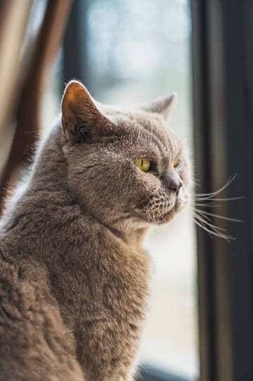 Home, with an old cat